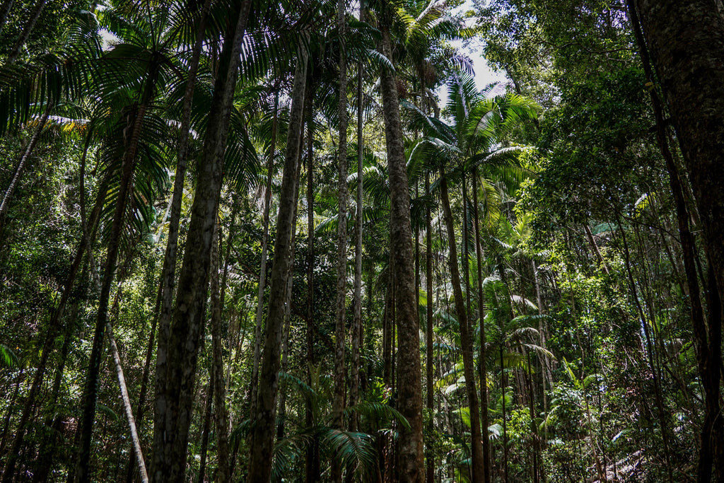 fraser island