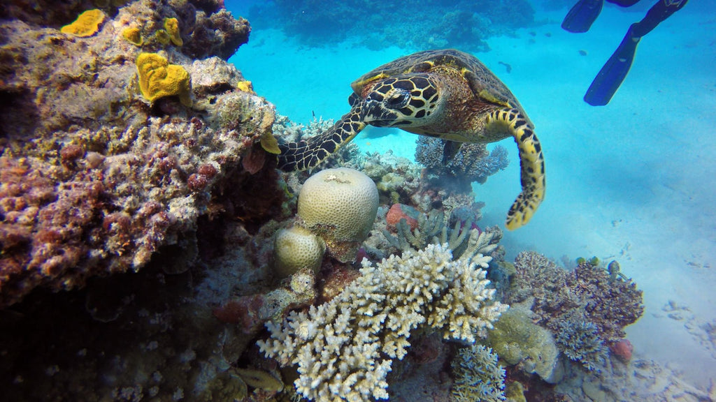 great barrier reef australie