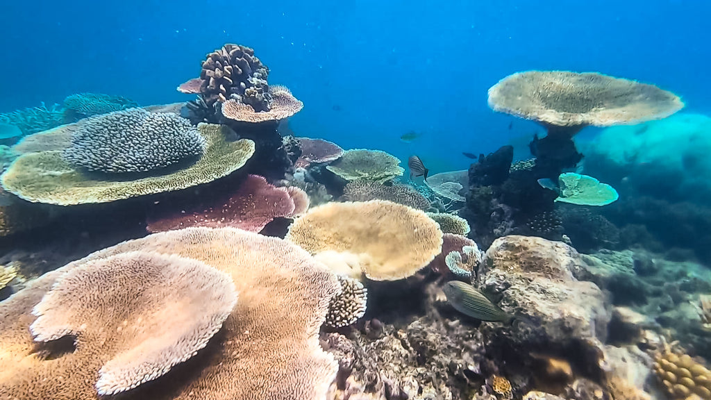 great barrier reef australie