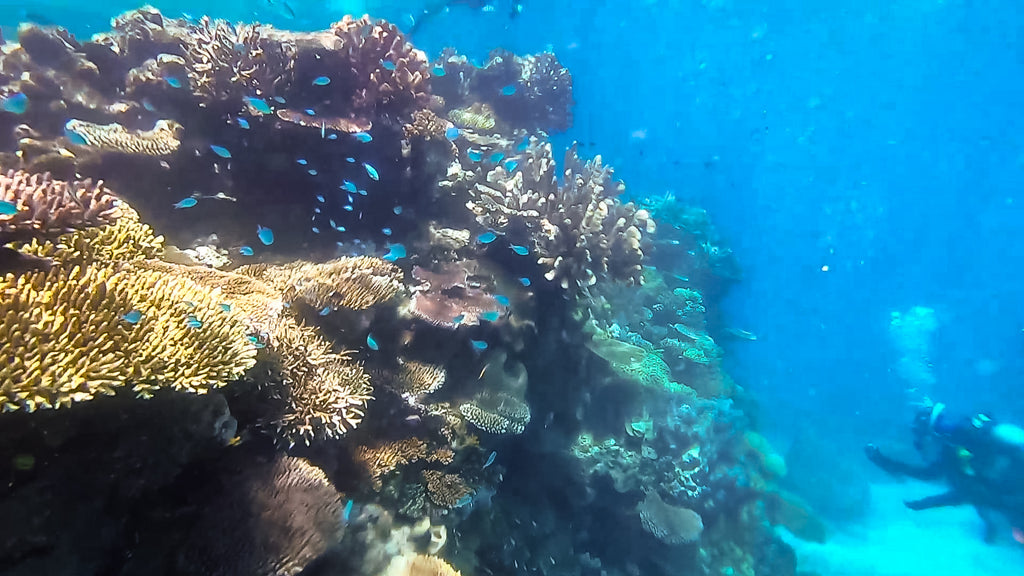 great barrier reef australie