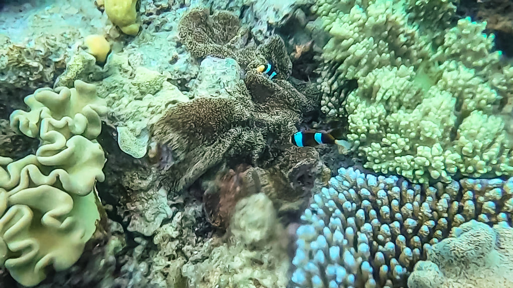 great barrier reef australie