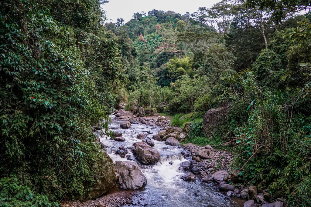 jardin colombia