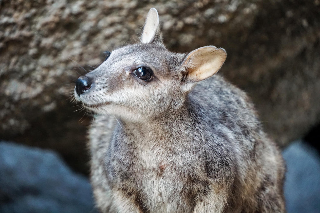 magnetic island