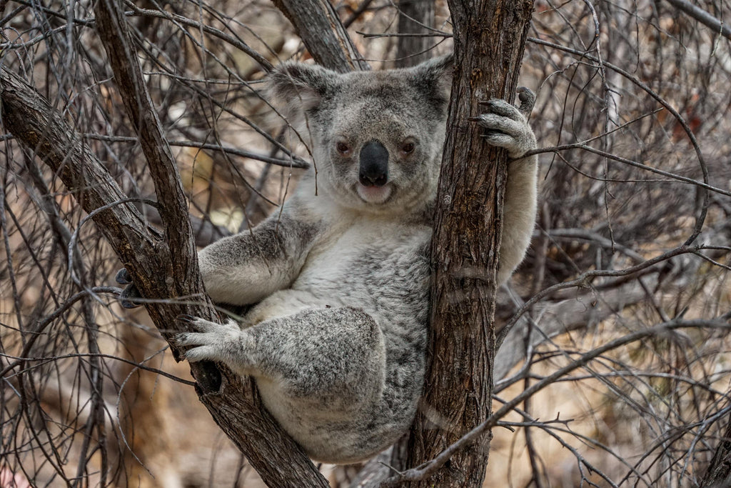 magnetic island koala