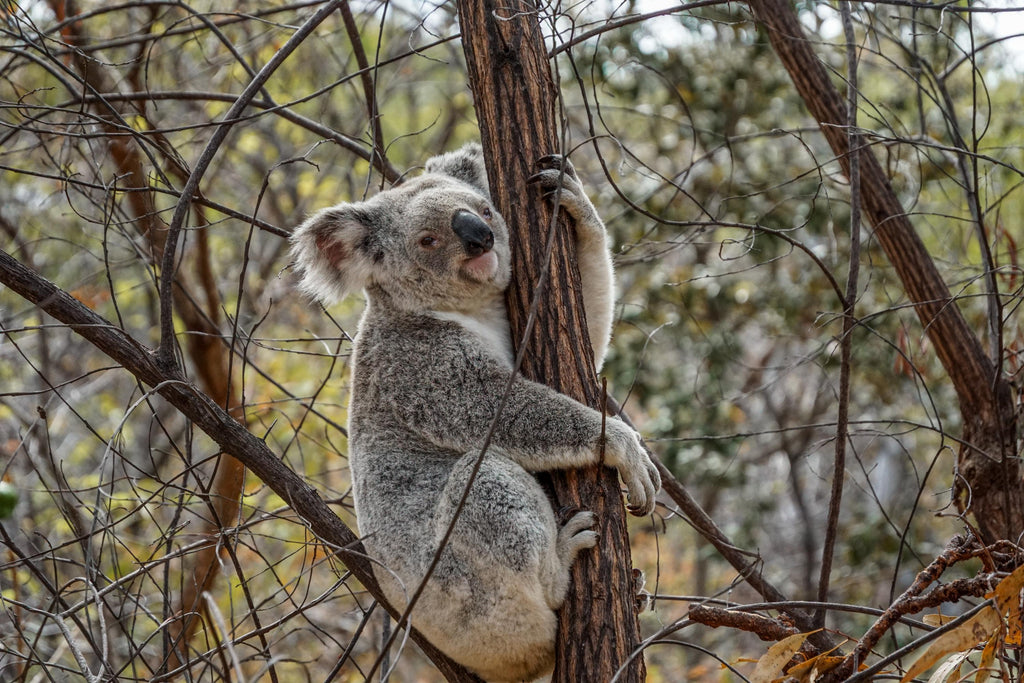 magnetic island koala