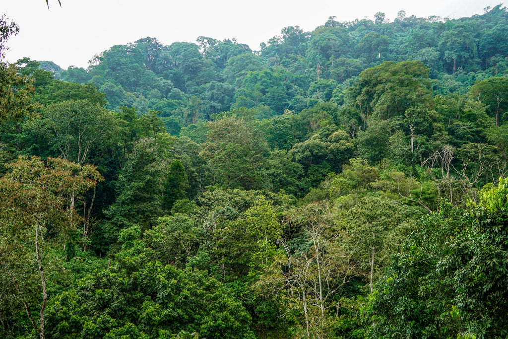 minca colombia