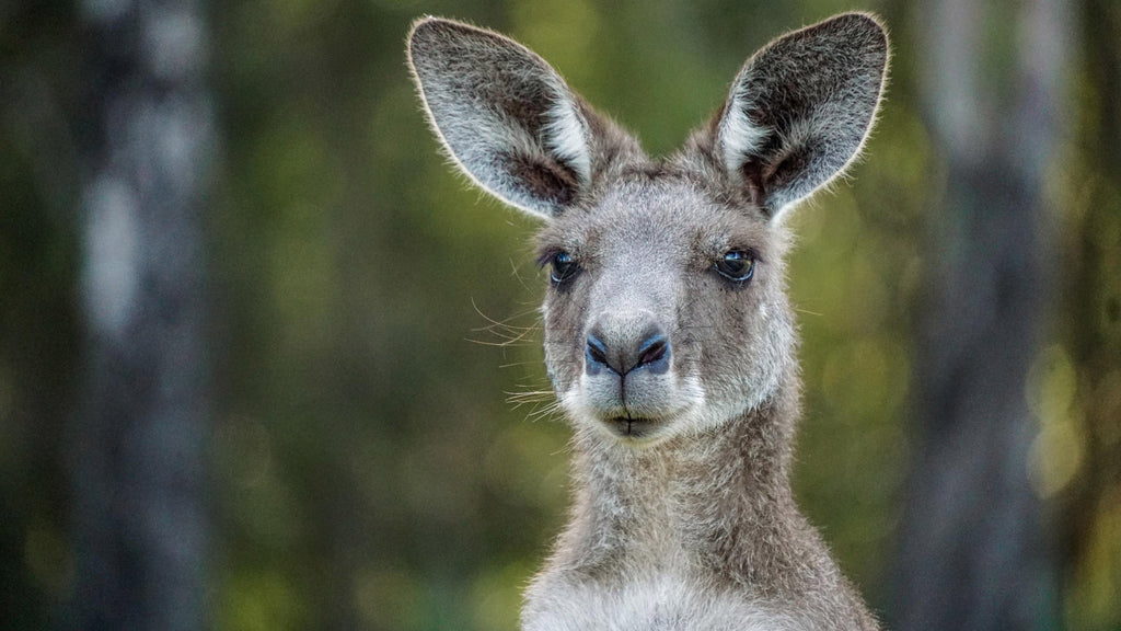 oostkust australie