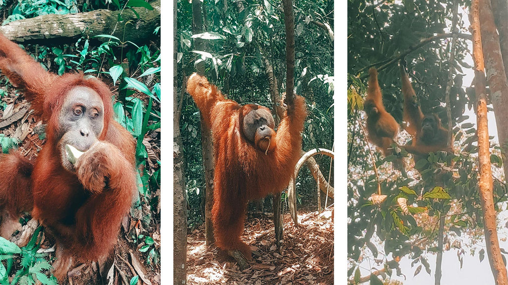 orang-oetans sumatra bukit lawang