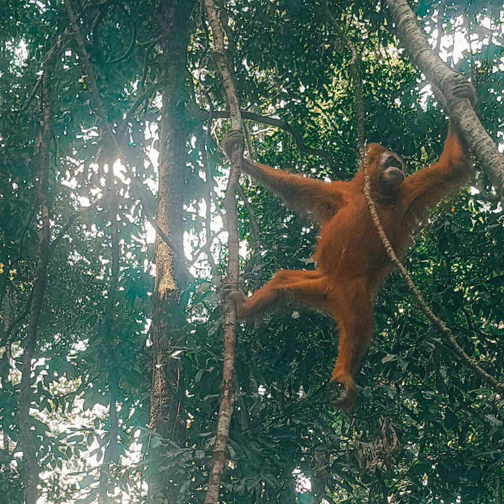 orang-oetans sumatra bukit lawang