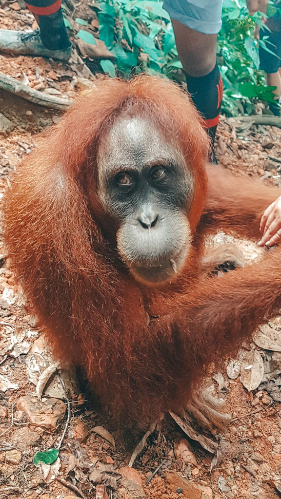 orang-oetans sumatra bukit lawang