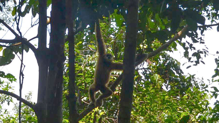 orang-oetans sumatra bukit lawang