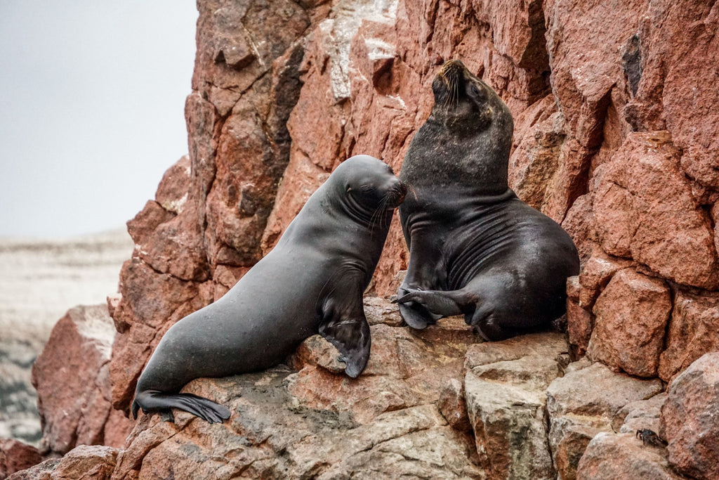 paracas peru