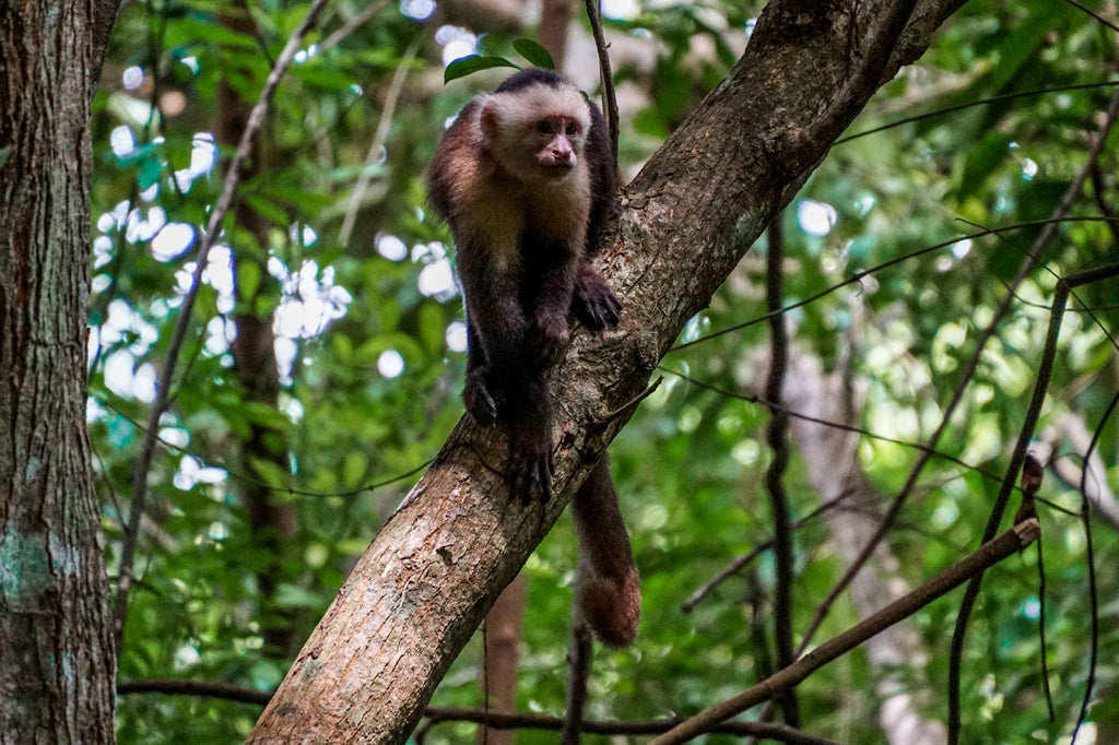 rondreis colombia