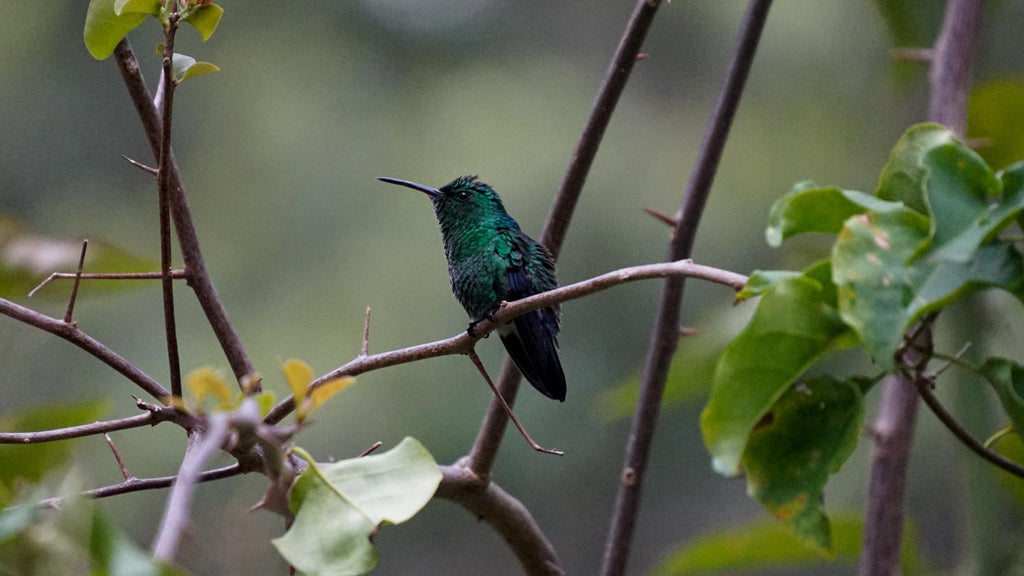 rondreis colombia