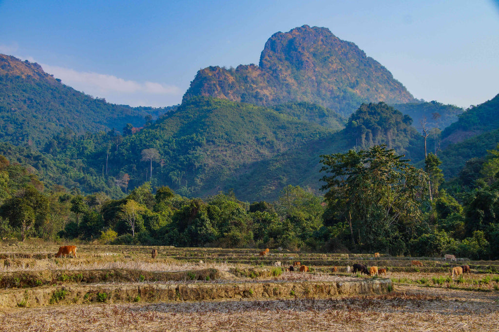 rondreis laos