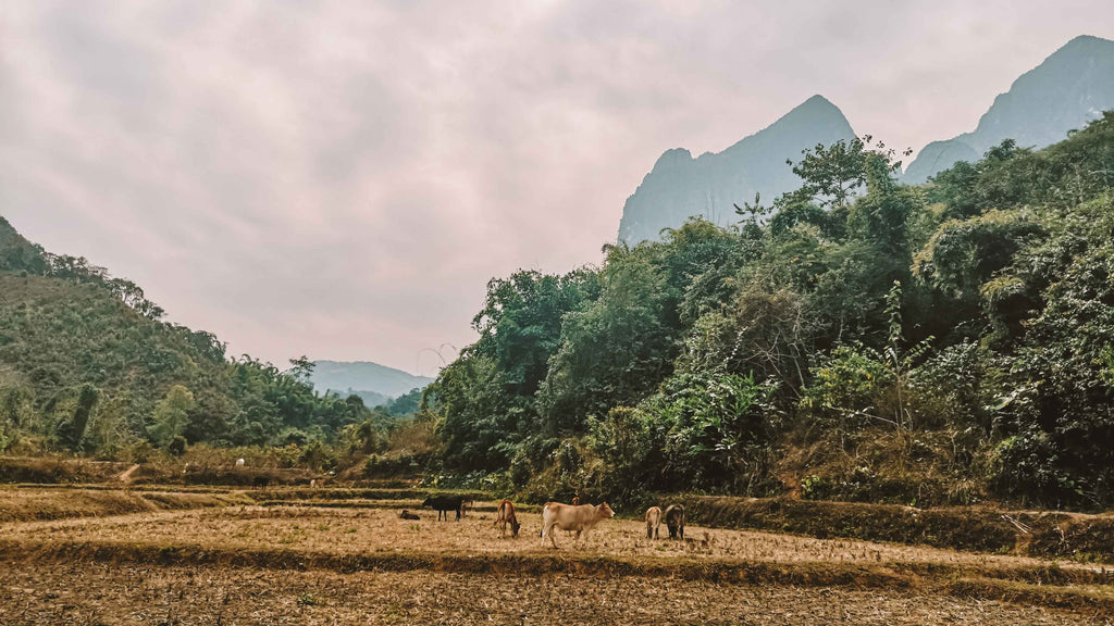 rondreis laos