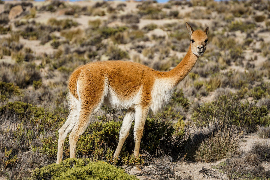 rondreis peru