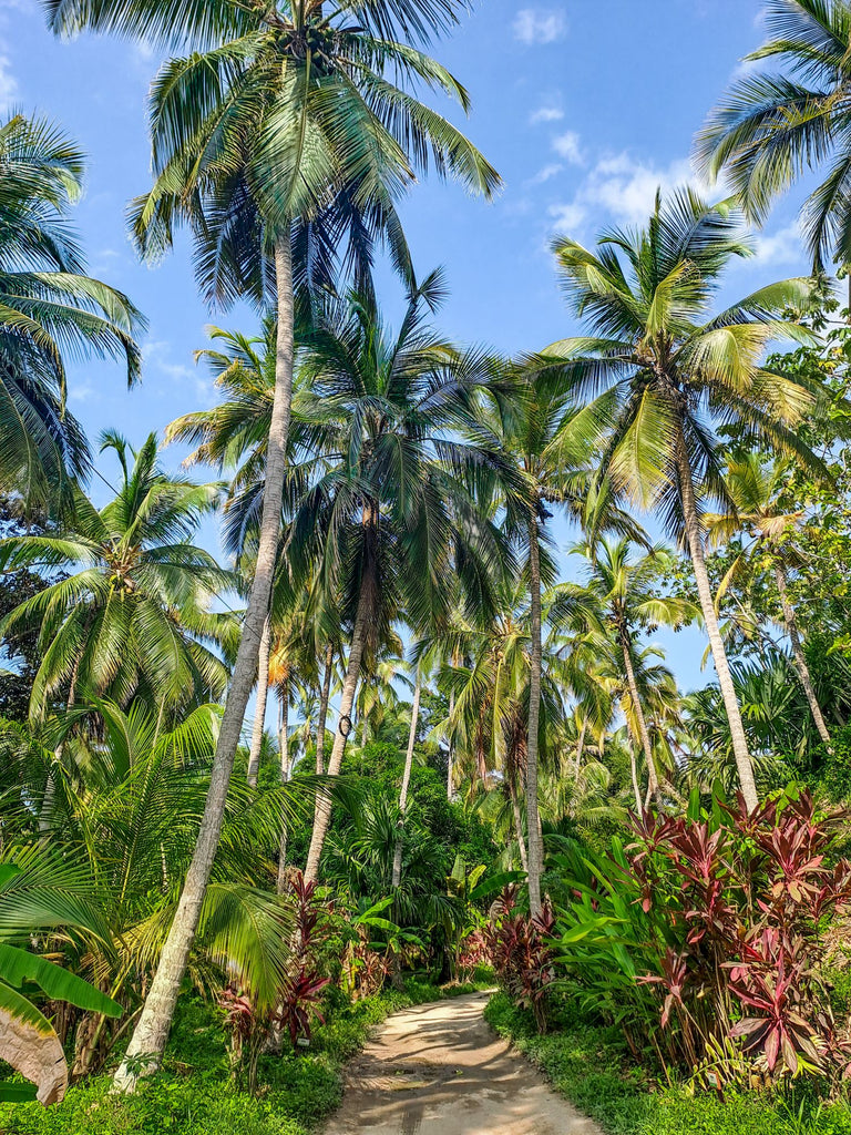 Tayrona national park colombia