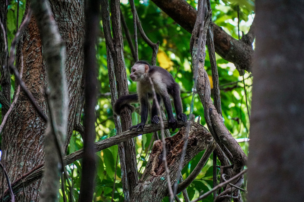 tayrona national park colombia