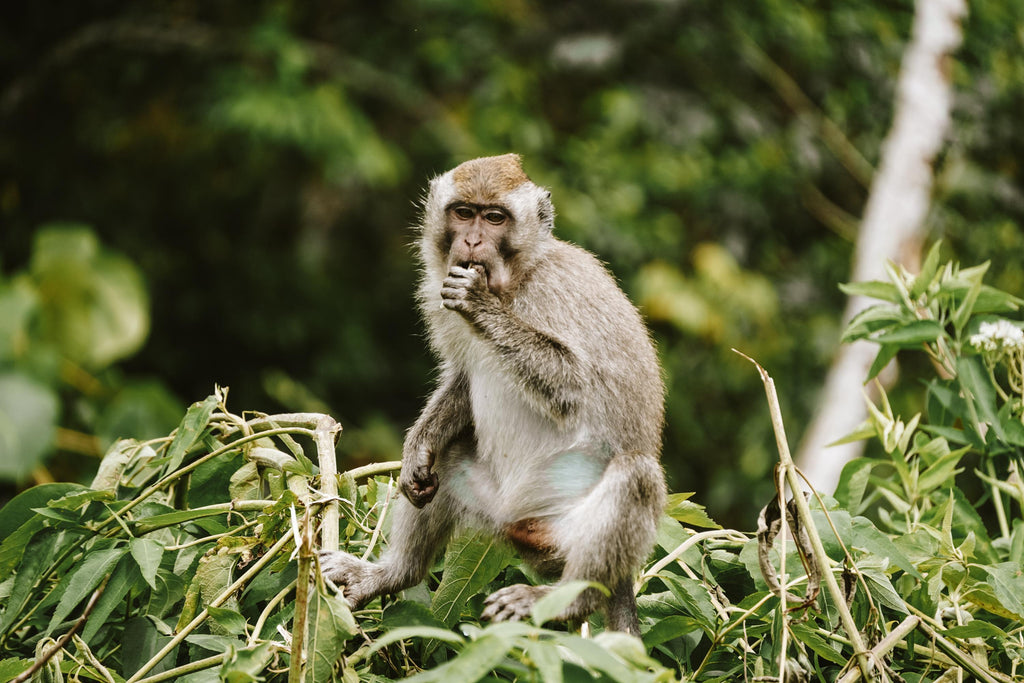 tips ubud