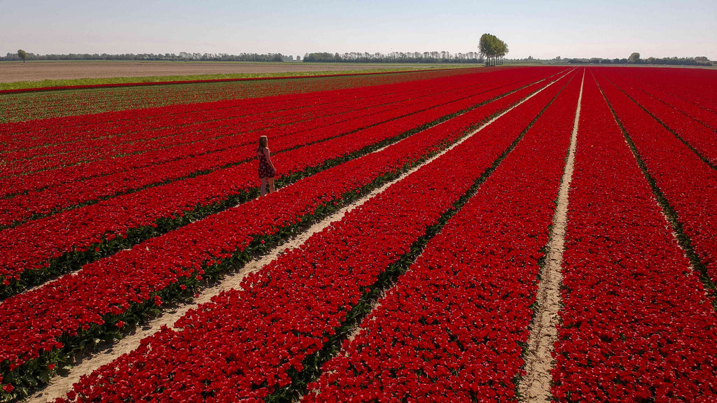 Tulpenvelden