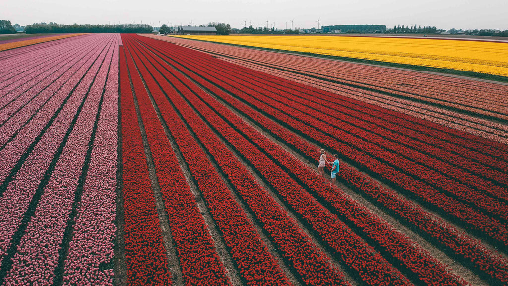 Tulpenvelden