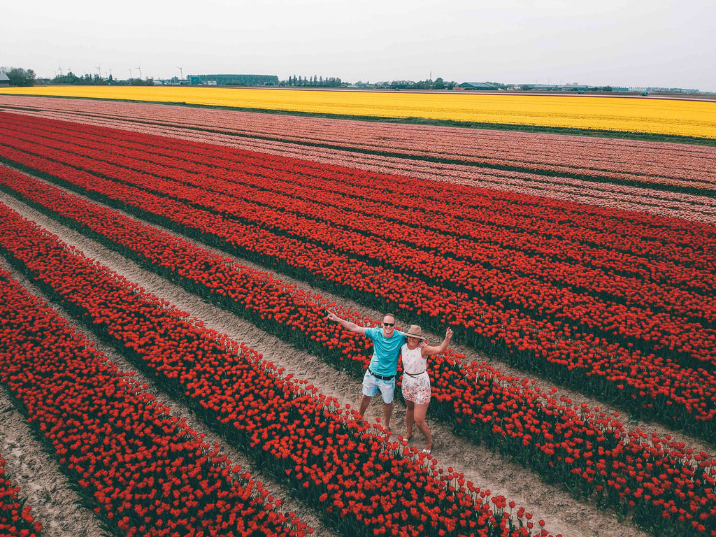 Tulpenvelden