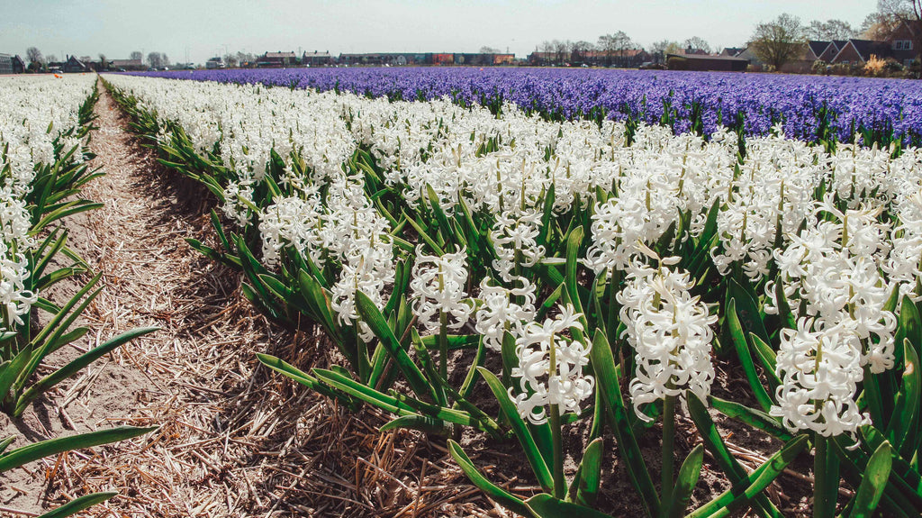 Tulpenvelden