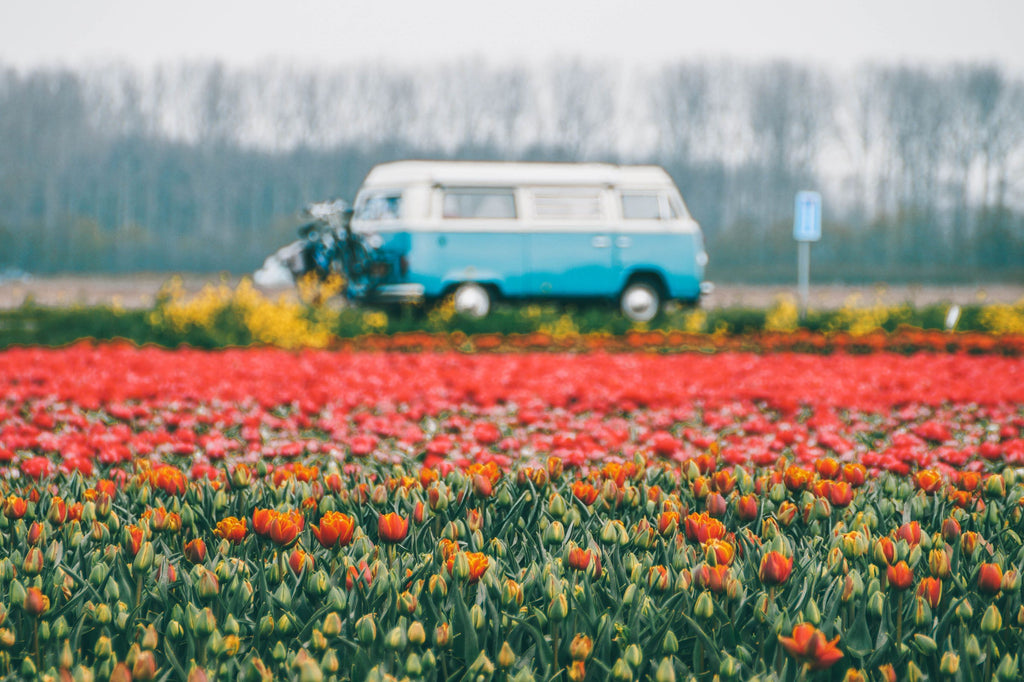 Tulpenvelden oude volkswagen bus