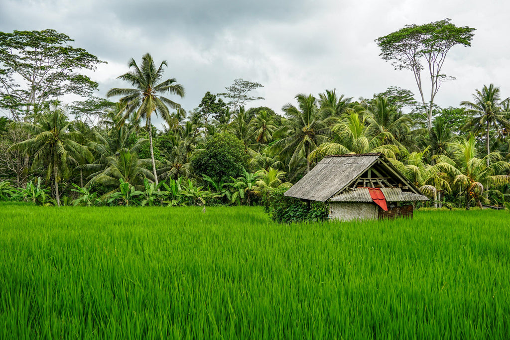 ubud bali