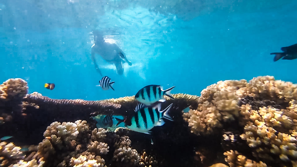 vakantie fiji