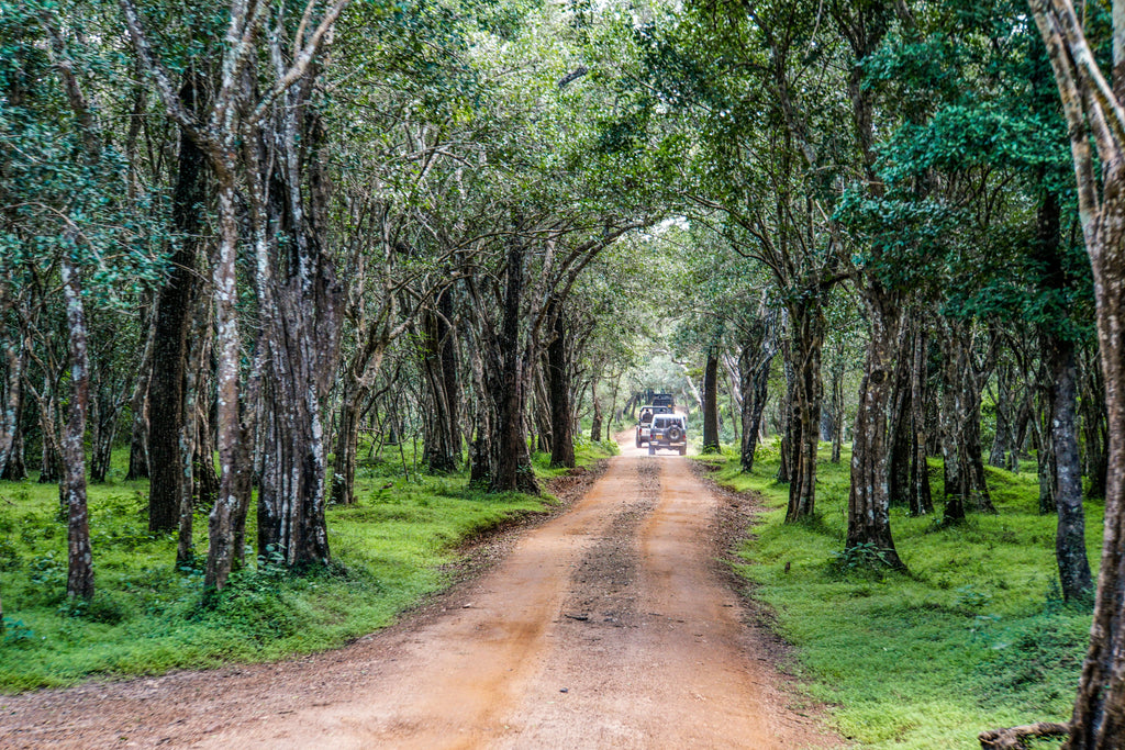 Wilpattu National park