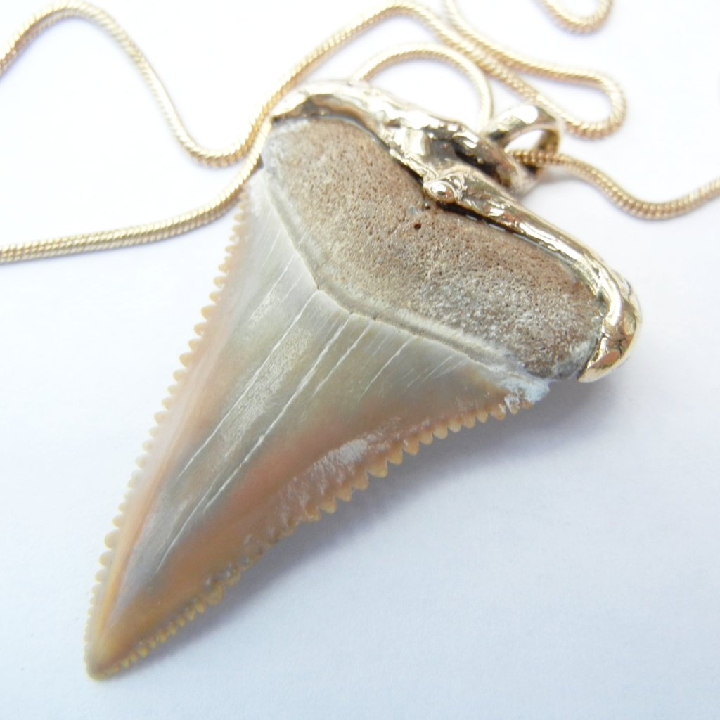 Sharks Tooth Pendant