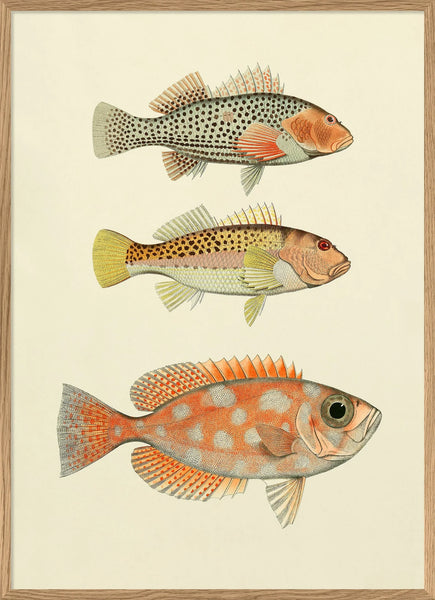 Triple Fish Print Orange – A Broader Picture