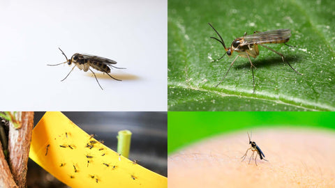 Fungus Gnat Identification(Adults)