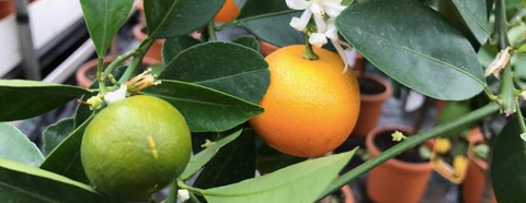 Citrus Plant Care Guide