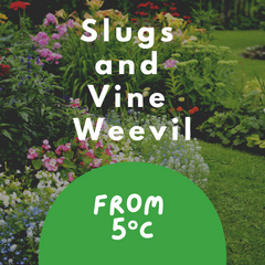 sluga and vine weevil nematodes