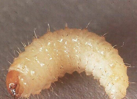 Vine Weevil Treatment & Control for Vine Weevil Larvae & Grubs