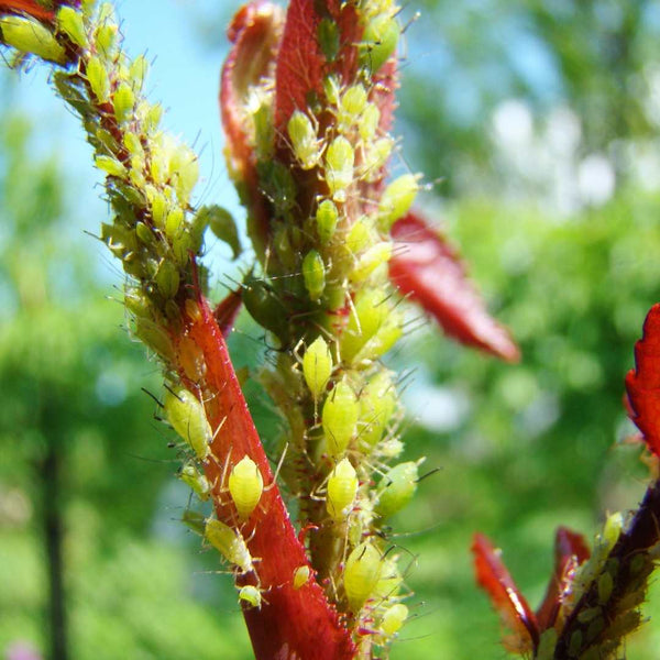 Aphid  Colony