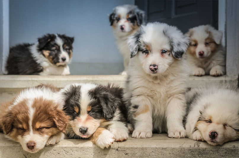 Puppies and setting routines with a natural dog bed