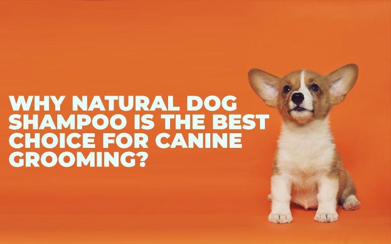 canine shampoo