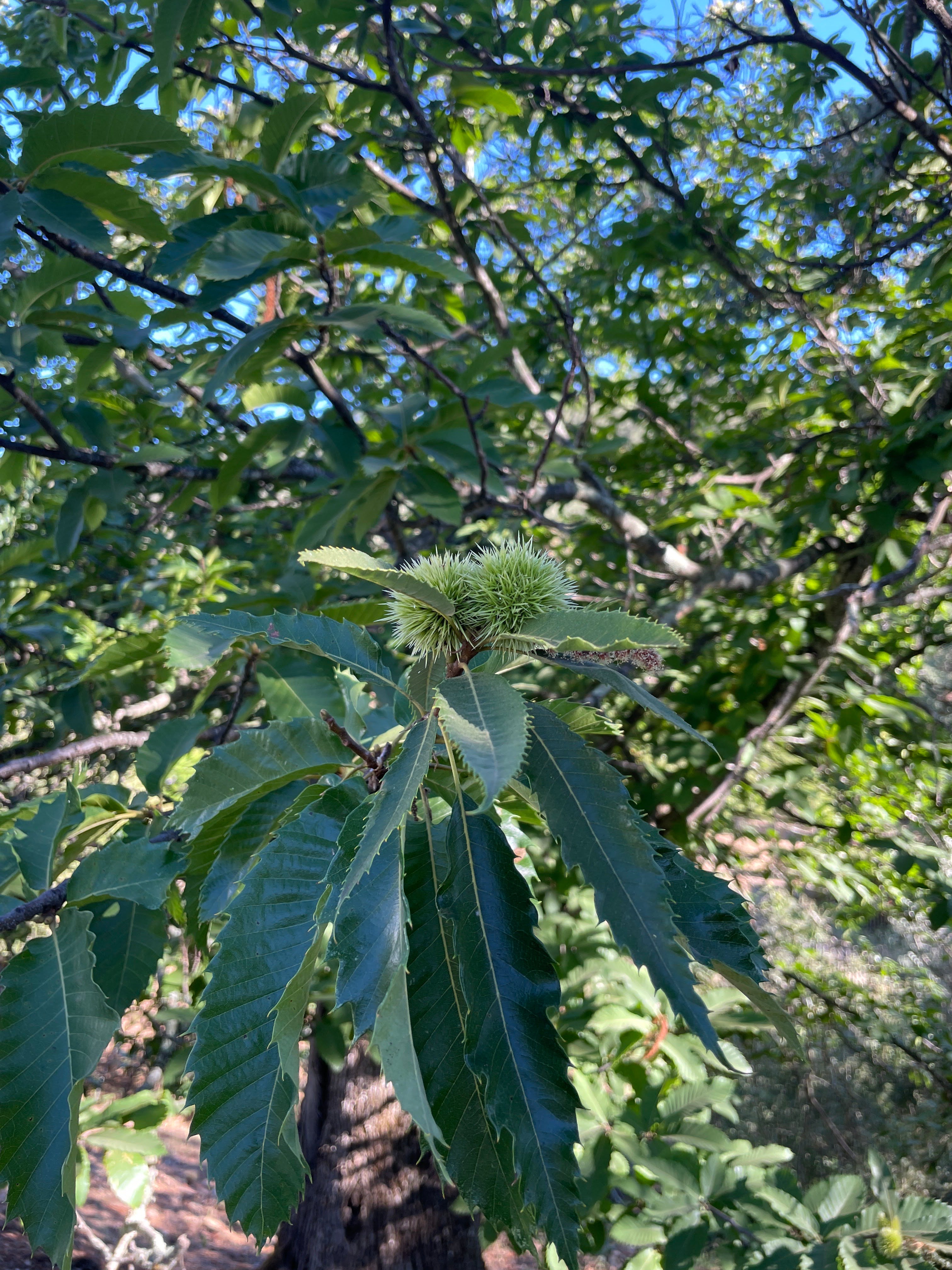 chestnuts-jabugo-aracena-sierra-huelva-real-fabrica