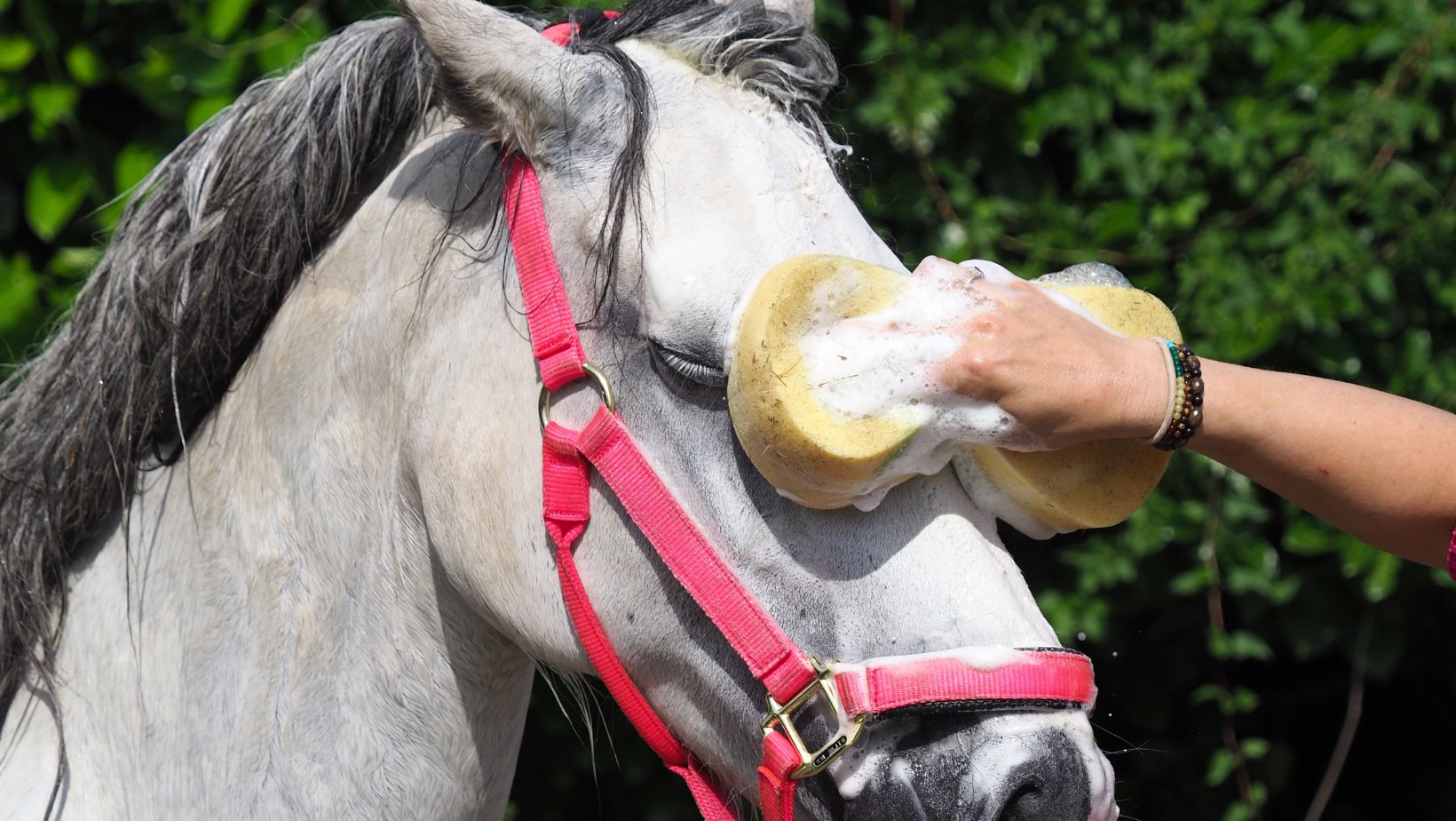 horse, horse care, horse bath, horse grooming, equestrian tips, white horse, grey horse