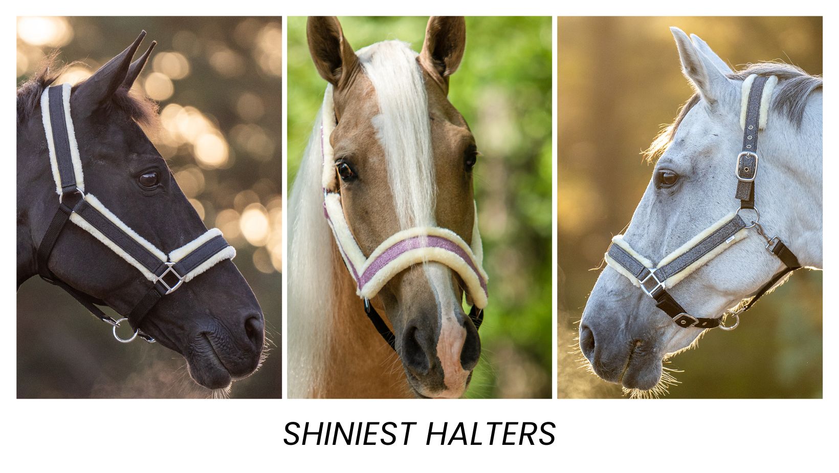 Equestroom Halters