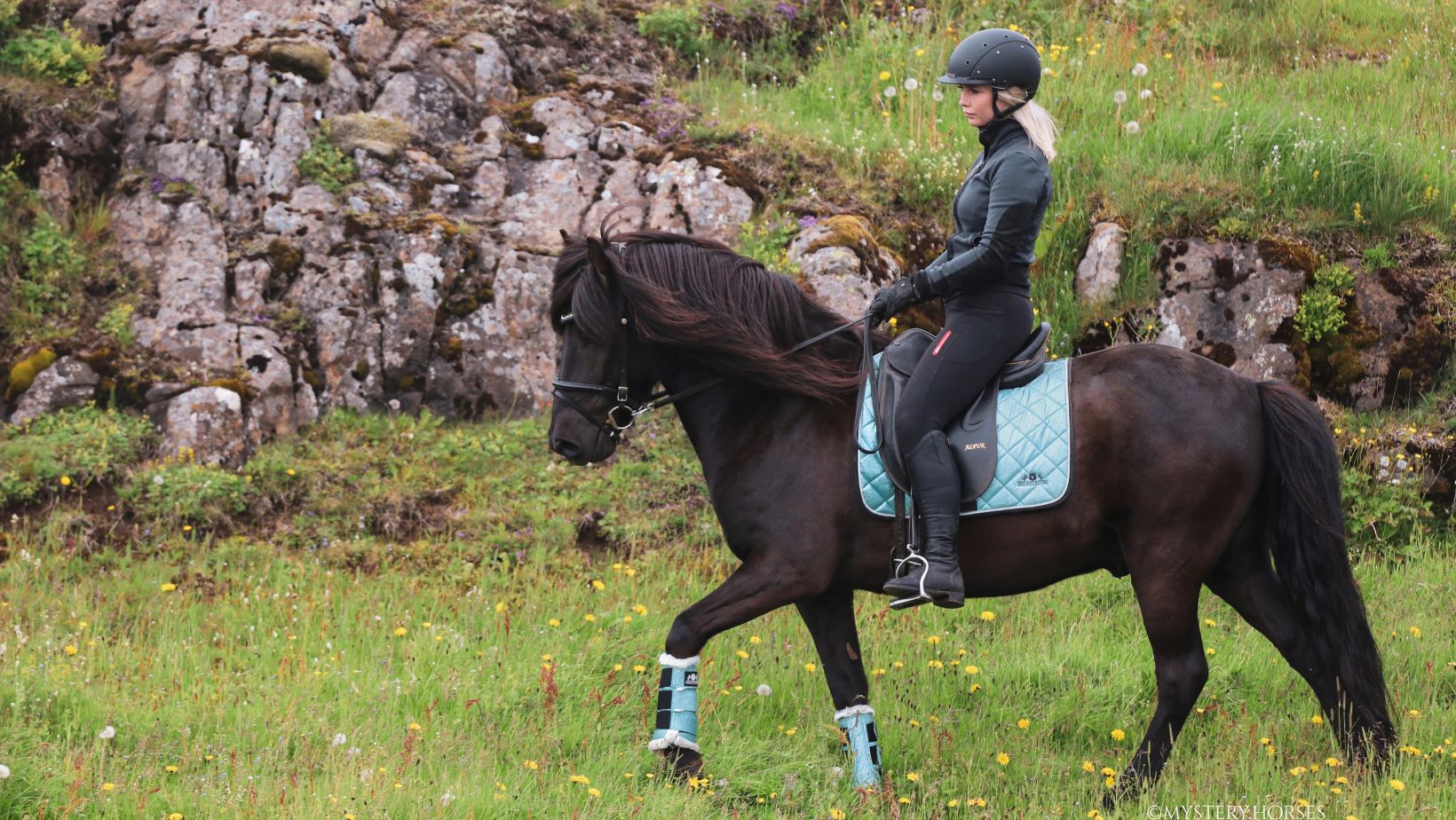 horse, Iceland, Icelandic horse, horseback riding, equestrian, horse tack