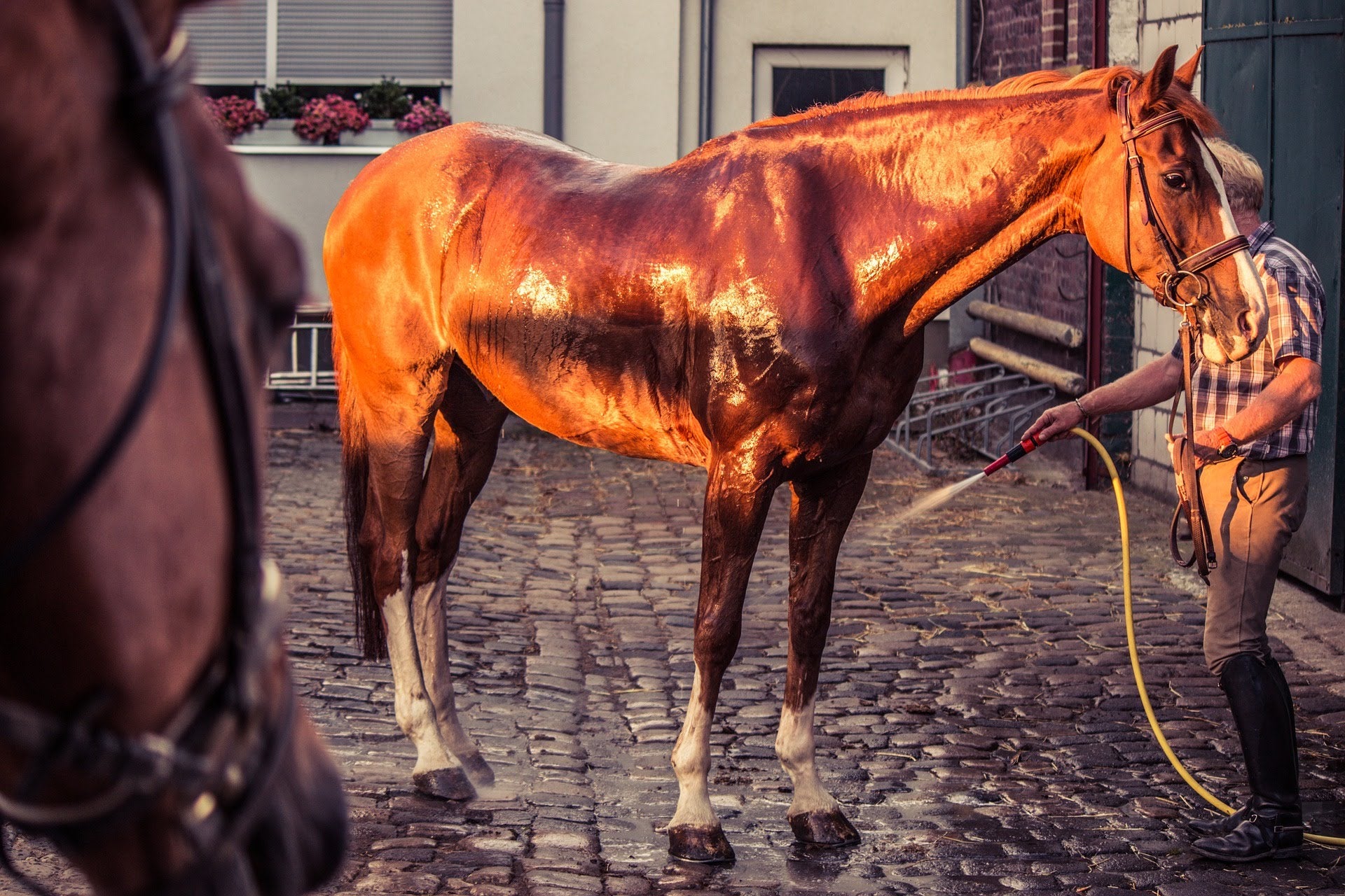 I'm a 42G and a size 18 - my summer hack stops chafing in hot weather so I  can walk my 'two-legged carriage' in style