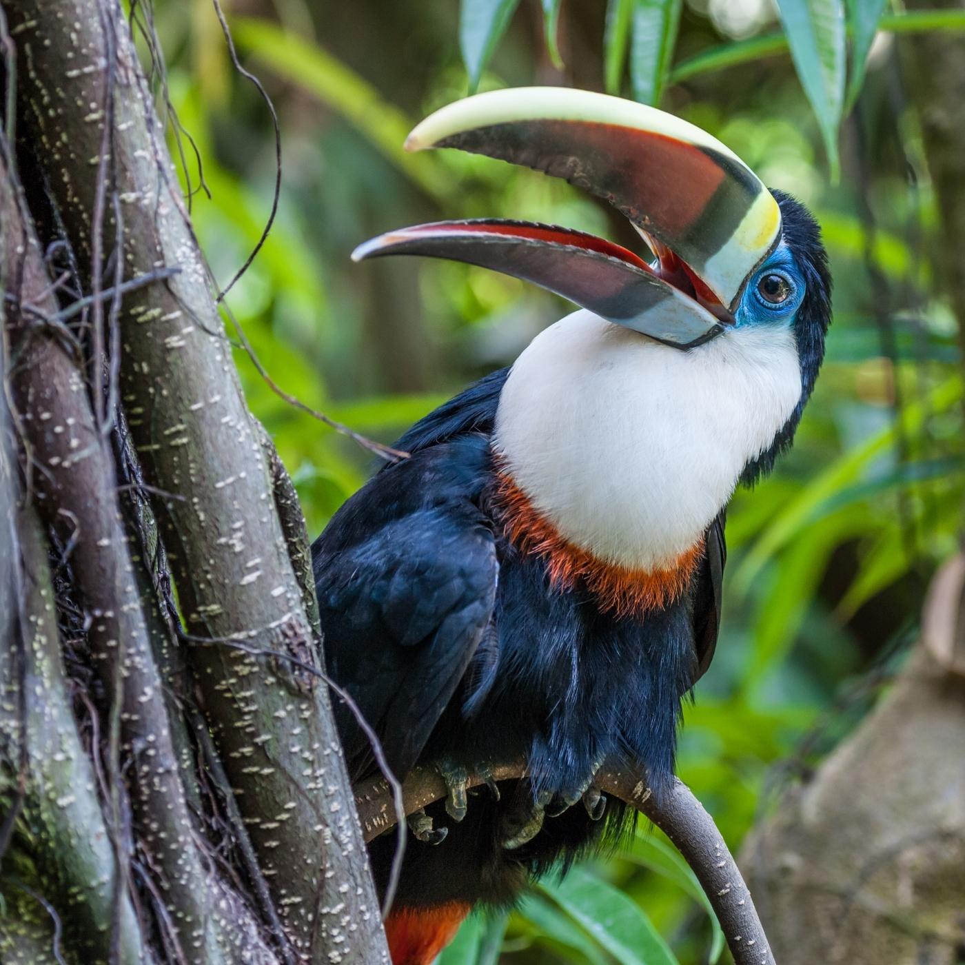 blue-eyed White-Throated Toucan chirping