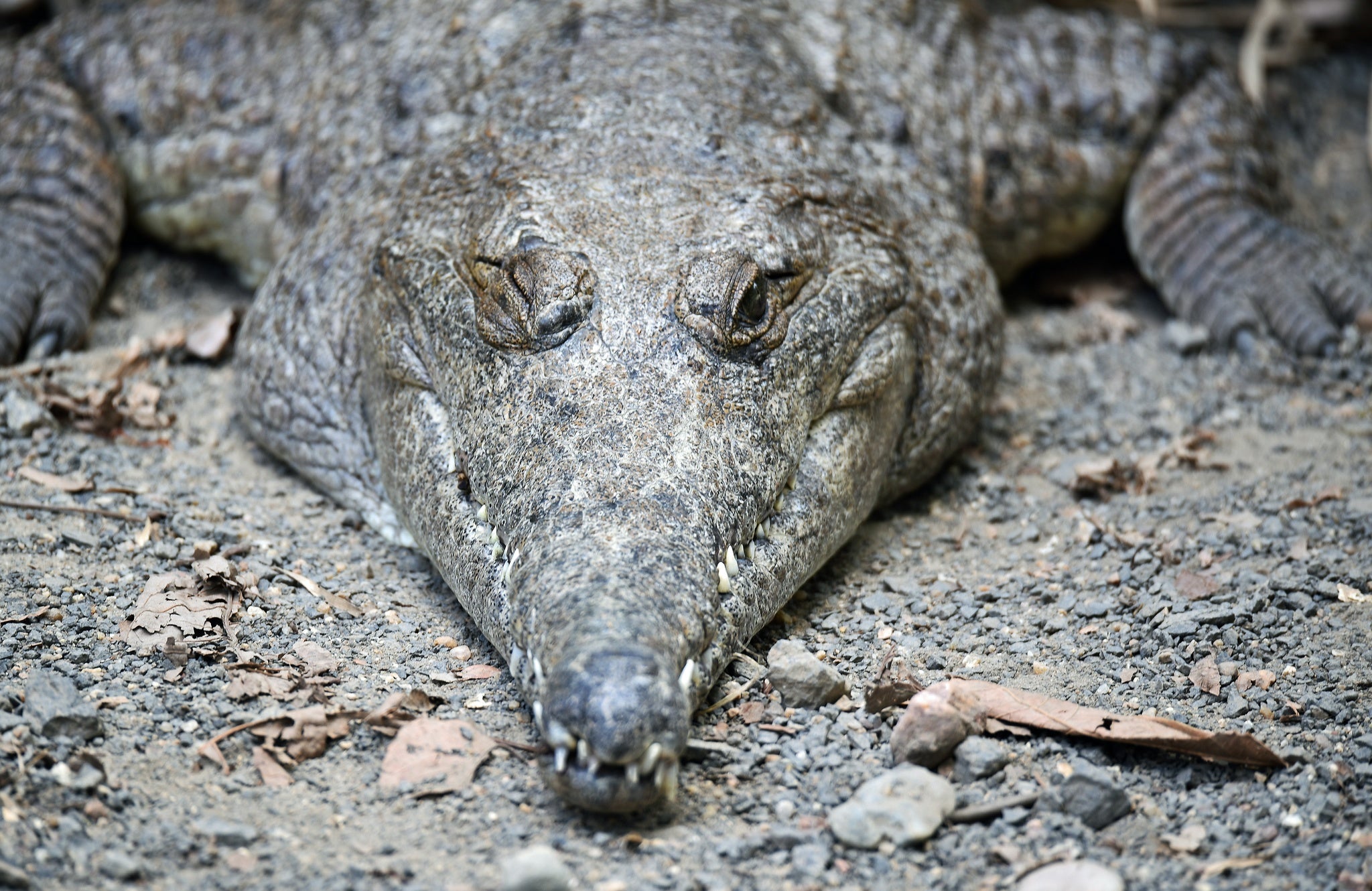 Crocodile