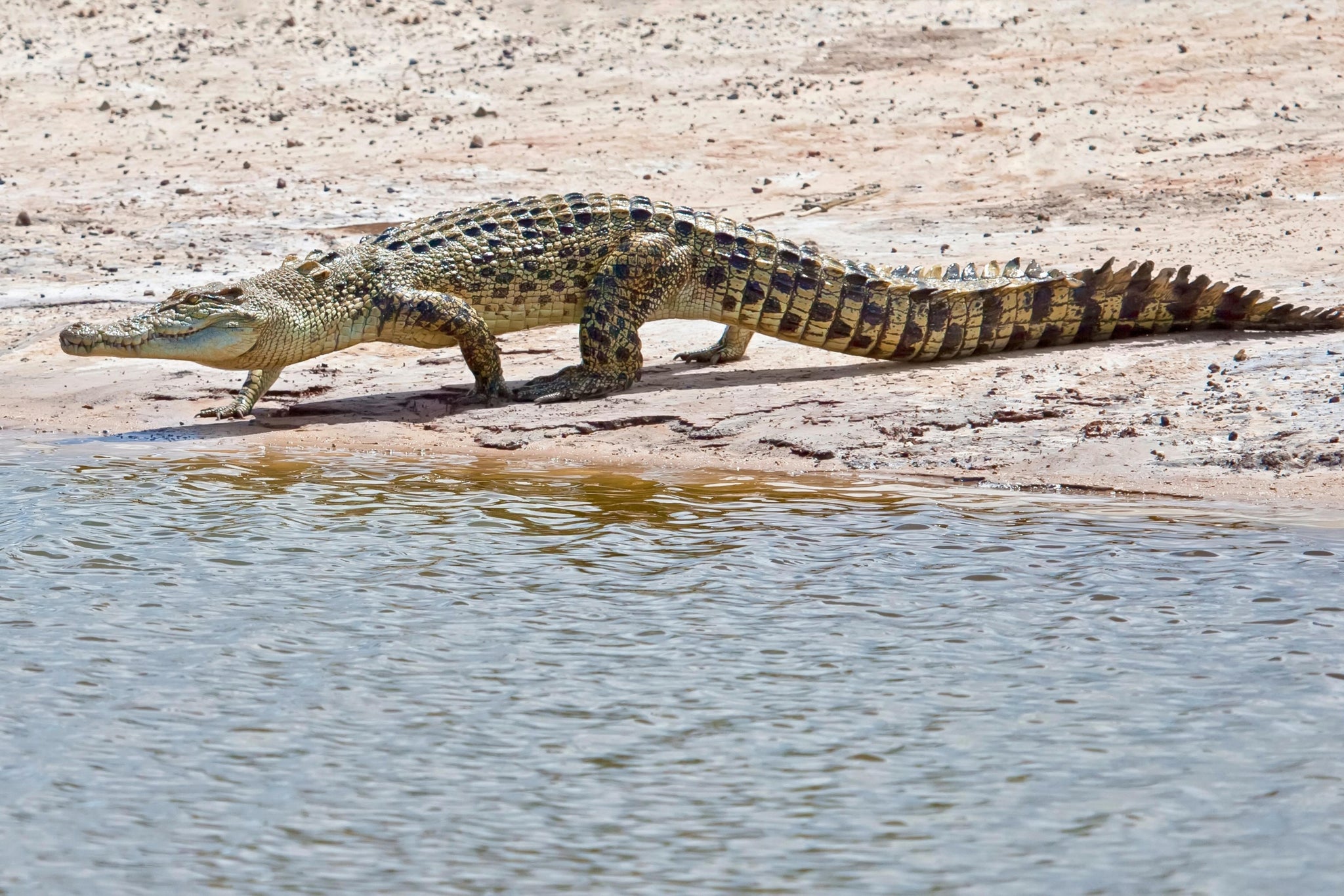 Crocodile along the beach