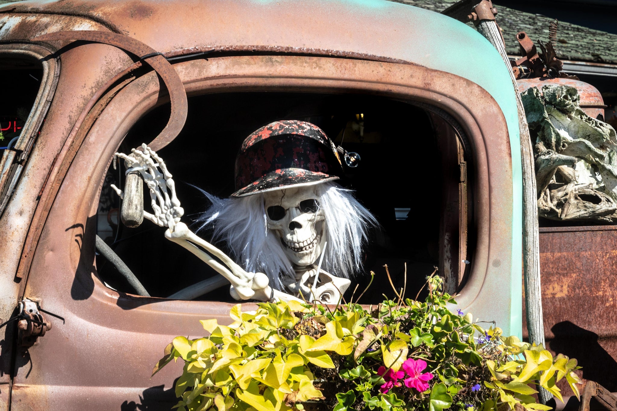 A skeleton in an old truck next to plants and flowers